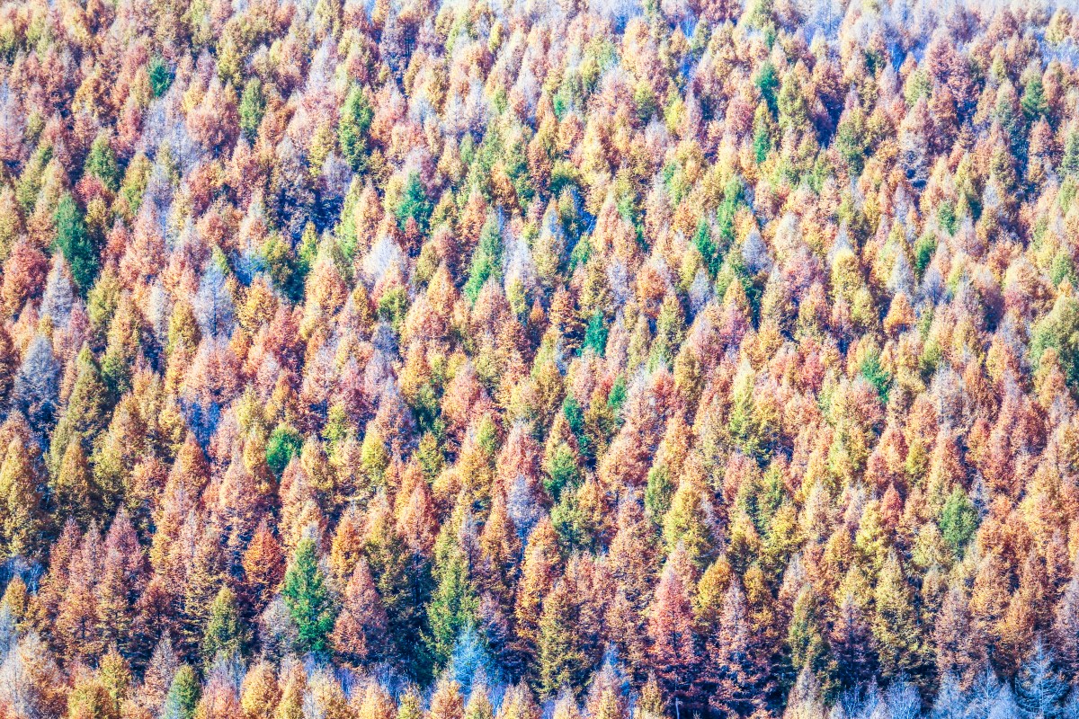 摄影志：秋日的五彩森林