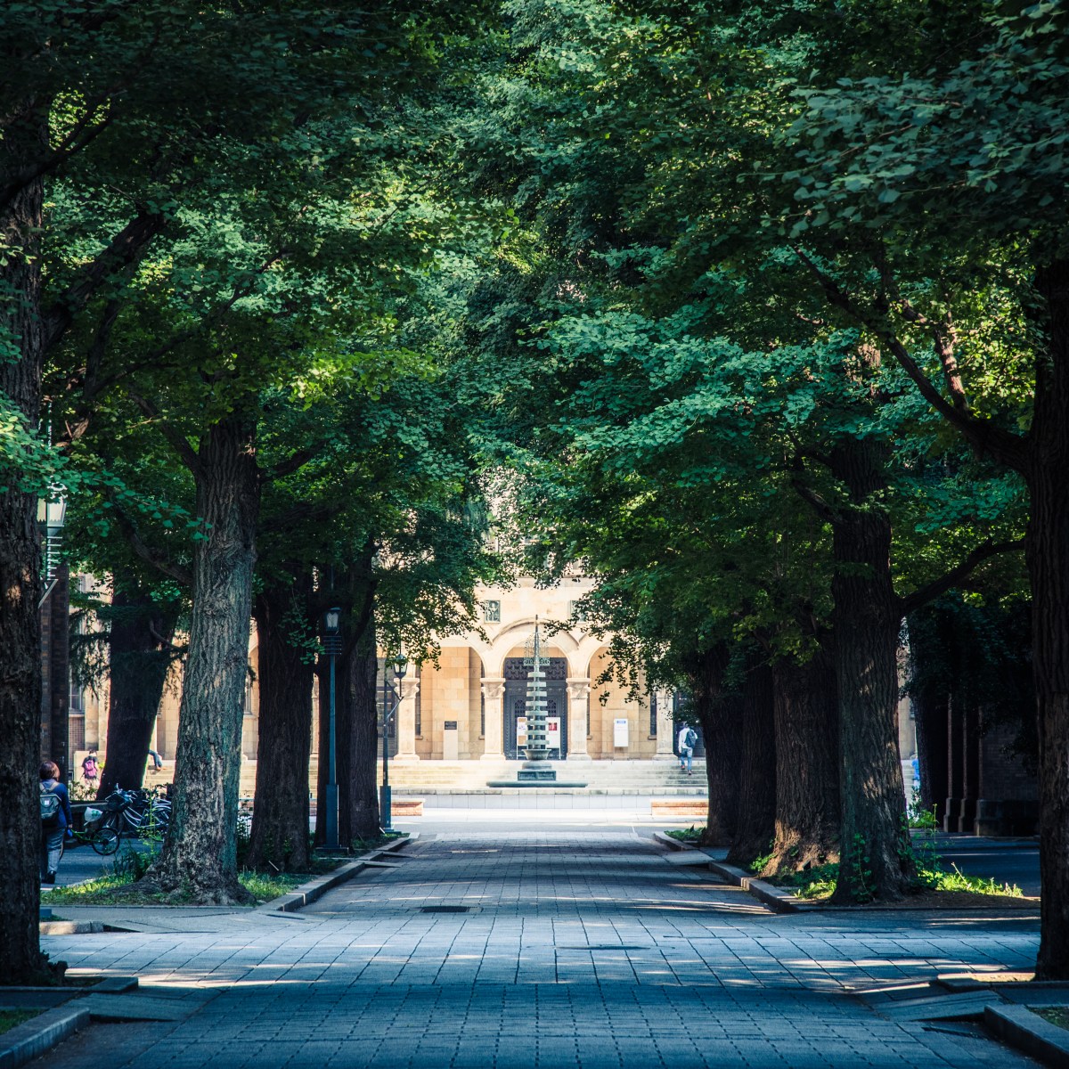 摄影志：东京大学的银杏